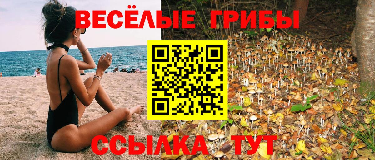 Псилоцибиновые грибы Psilocybe Курск